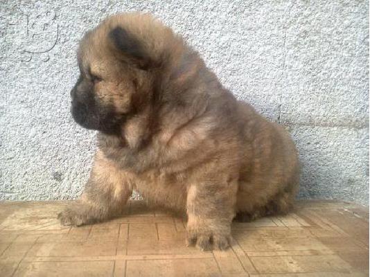 Husky καθαροαιμα και υιγιεστατα κουταβια στις καλυτερες τιμες 6979314054...